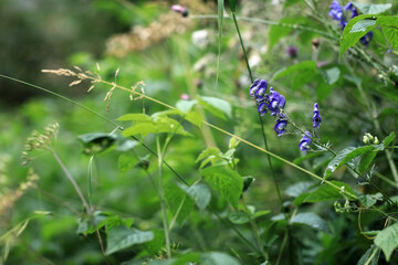 Purple monkshood flower in wild green foliage