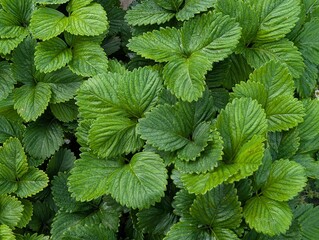 spring strawberry leaves