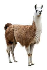 Obraz premium Llama standing gracefully in natural animal portrait outdoors isolated on transparent background