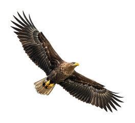 Obraz premium Majestic eagle soaring above nature scene wildlife isolated on transparent background