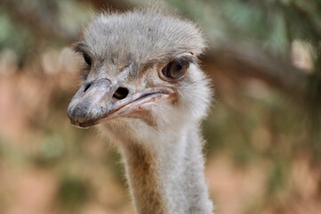 ostrich head close up