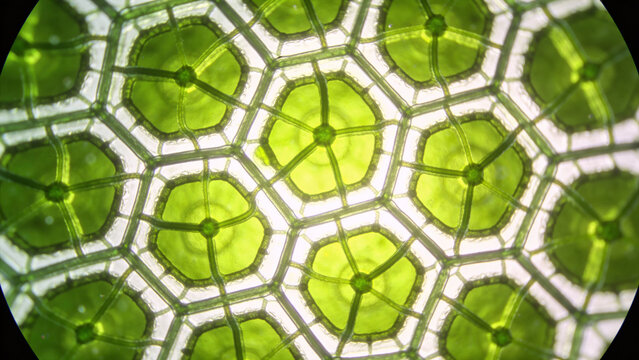Microscopic View of Green Plant Cell Structure and Chloroplasts