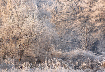 Piękna zima w naturze, mroźny i cichy pejzaż. © mycatherina