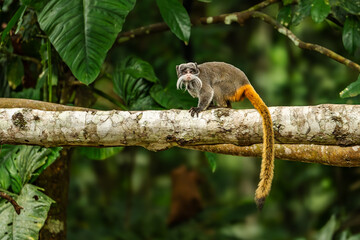 Emperor Tamarin - Saguinus imperator, portrait of small beautiful primate with long white moustache from tropical forests of Amazonia, Brazil.