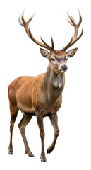 Fototapeta premium Majestic deer walking in nature animal portrait outdoors isolated on transparent background