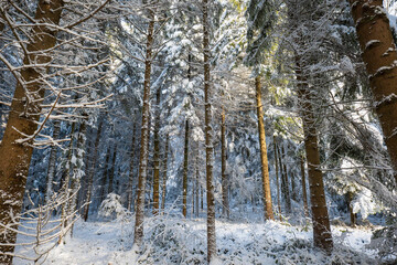 Snowy forest scene with fresh show cover on trees. Wide angle view, no people