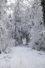 Snow covered footpath in a forest with fresh snow cover on trees. Wide angle view, no people