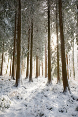 Backlit snowy forest scene with fresh show cover on trees. Morning sunlight shining through the pine trees, wide angle view, no people