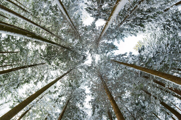 Low angle fish eye view of snow covered evergreen pine trees in a forest. Ultra wide angle, looking up shot, overcast sky, no people