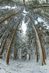 Snowy forest scene with fresh snow cover on pine tree branches. Ultra wide, fish eye lens, looking up shot, no people