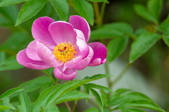 Beautiful pink peony flower blooming with green leaves