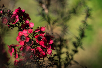 Branch manuka flowers on natural background.