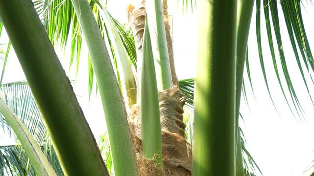 Close-up of a green coconut flower spathe (Mui Meo) in a sunlit Vietnamese orchard.