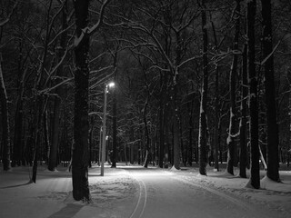 trees and a path in a winter park at night