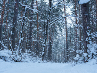 trees in the snow and a path in a winter forest