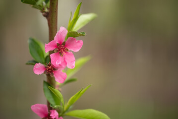 Blooming peach branch on green blurred background in the garden, selective focus, copy space.