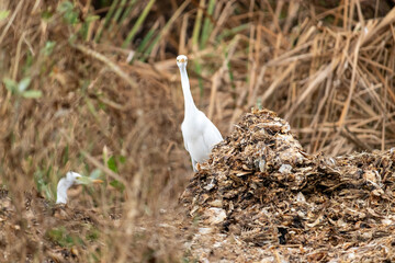White Egret on Organic Waste Pile Showing Wildlife Adaptation and Environmental Impact