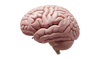 Intricate 3D Human Brain Model: Detailed Neurological Anatomy on White for Study