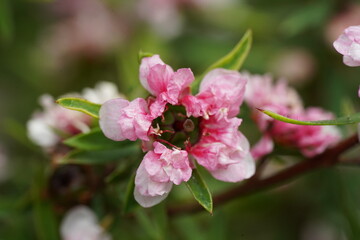 Fototapeta premium Beautiful Pink Flower Blossom Close Up View