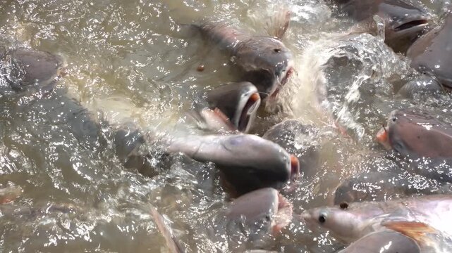 Intense extreme macro of Pangasius catfish feeding at the surface of Hau River in Vietnam.