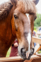horse detail, head and eye