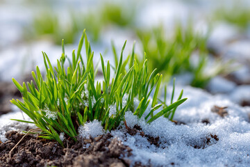 Growth of green grass pushing through melting snow in early spring sunlight on the ground