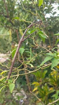 Stick insects crawling on wood