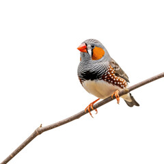 Fototapeta premium Colorful zebra finch bird perched on branch in nature scene isolated on transparent background