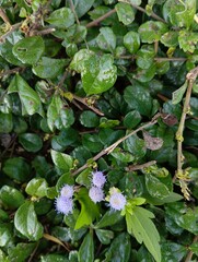 Fototapeta premium Lush Green Foliage with Delicate Purple Blooms