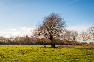 Trees with bare branches on the floodplains of a Dutch river. The photo was taken on a sunny winter day with a blue sky.