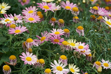 Obraz premium Beautiful Pink and White Daisies in a Garden Setting