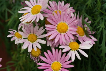 Fototapeta premium Beautiful Pink and White Daisies in a Garden Setting