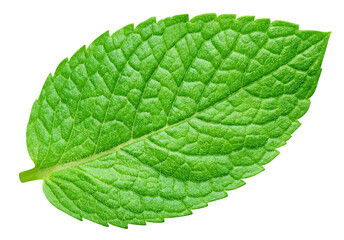Fototapeta premium Spearmint leaf isolated on transparent background. Mint png. Macro shot