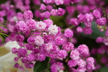 Obraz premium Beautiful Pink Gypsophila Flowers Delicate Blossoms