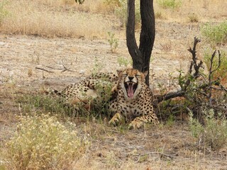 Yawning cheetah in Etosha NP