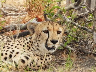 cheetah in the grass