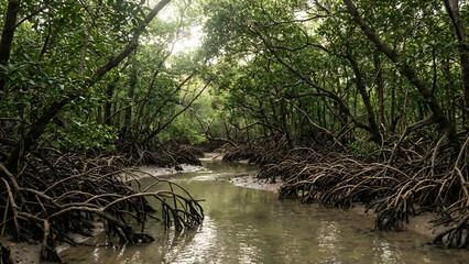 Serene mangrove forest with tangled roots and calm waterway