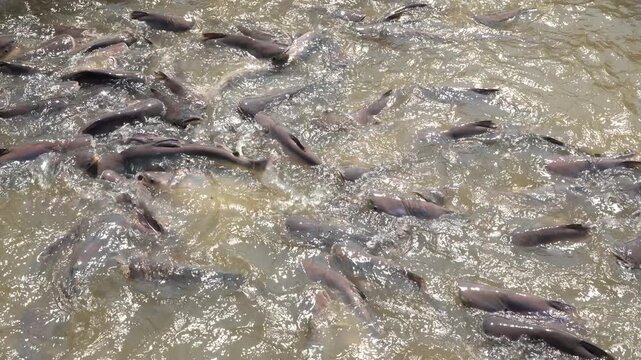 Massive swarm of Pangasius catfish at the surface of the Hau River, Vietnam
