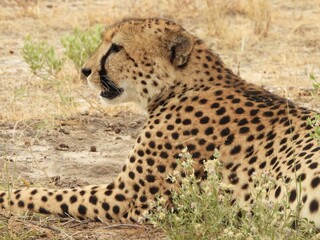 Cheetah in Etosha NP