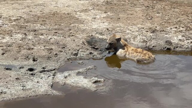 Spotted hyena (Crocuta crocuta) cools off in a roadside puddle in Serengeti National Park, Tanzania.