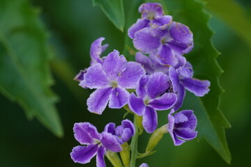 Naklejka premium Beautiful Purple Duranta Flowers in Full Bloom Nature