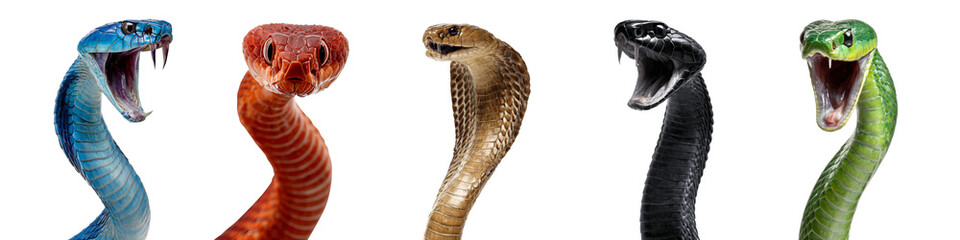 Fototapeta premium Set of snakes characters rearing up isolated on transparent background.