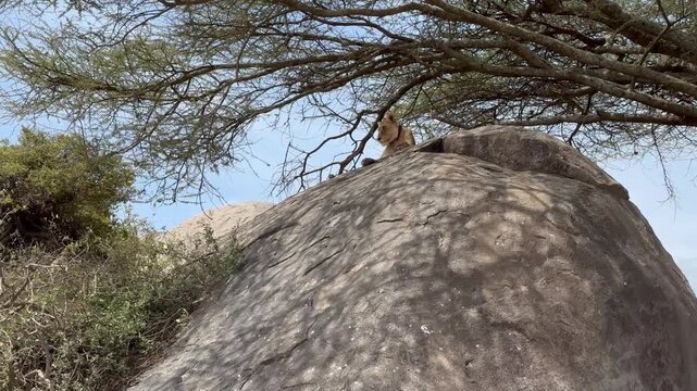 Female Maasai Lion (Panthera leo massaicus) on top of kopje watching the rest of the pride approaching. Serengeti National Park. Tanzania.