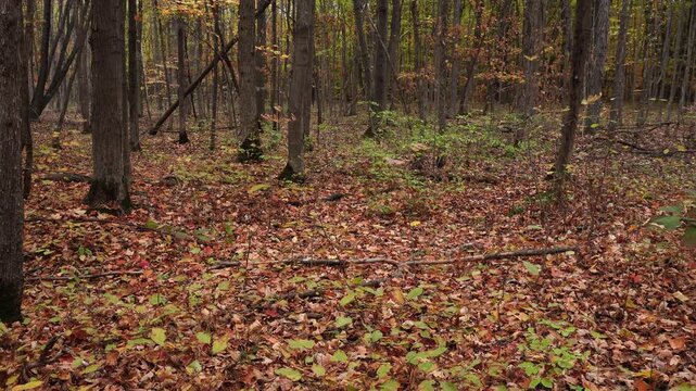 Leaves ranging from red to yellow on the ground create a beautiful perspective of the forest. All around, many trees of different sizes can be seen.