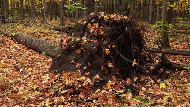 A completely uprooted tree with thousands of dead leaves in red, yellow, and green creates an artistic scene in this forest.