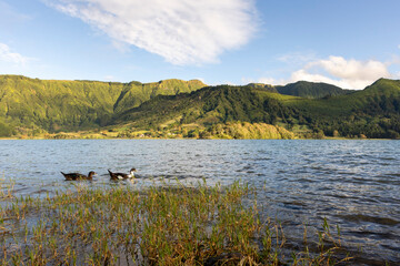 Three ducks are swimming in a lake at Sete Cidades, Azores