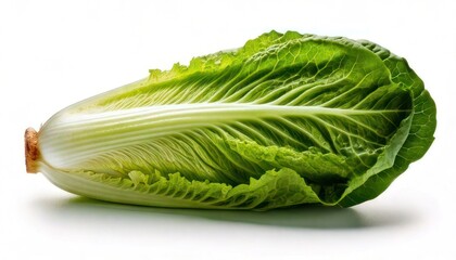 Fresh Green Lettuce Head on White Background.