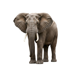 Fototapeta premium African savanna elephant in natural habitat