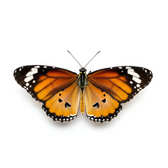 Naklejka premium Asian tiger wildlife animal portrait