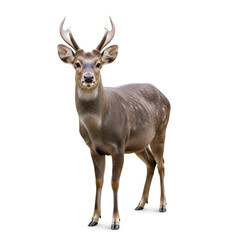 Obraz premium Chinese water deer wildlife animal portrait